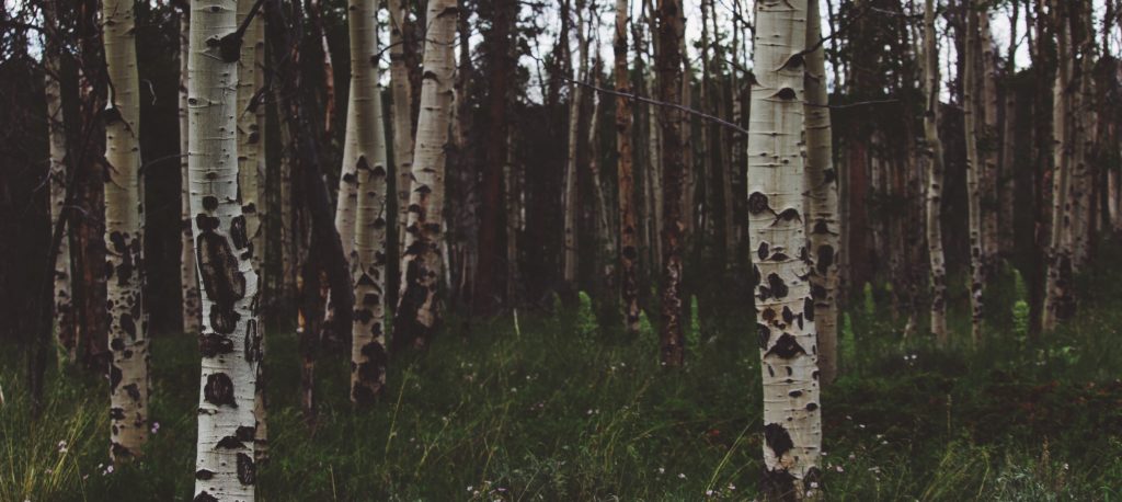 Photo credit: Elijah Henderson, Unsplash.com