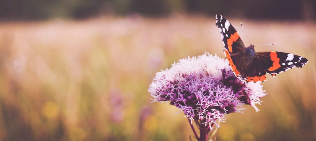 Photo Credit: Josephine Amalie Paysen, Unsplash.com