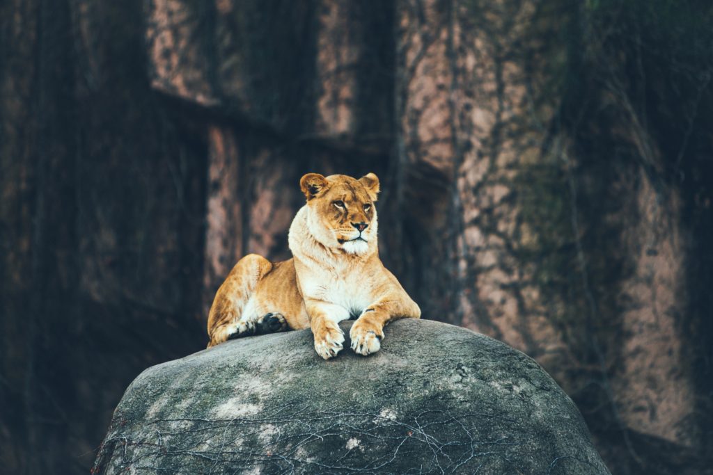 Photo Credit: Austin Neill, Unsplash.com