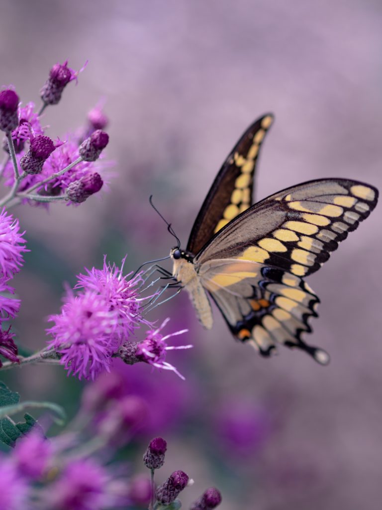 Photo Credit: Aaron Burden, Unsplash.com