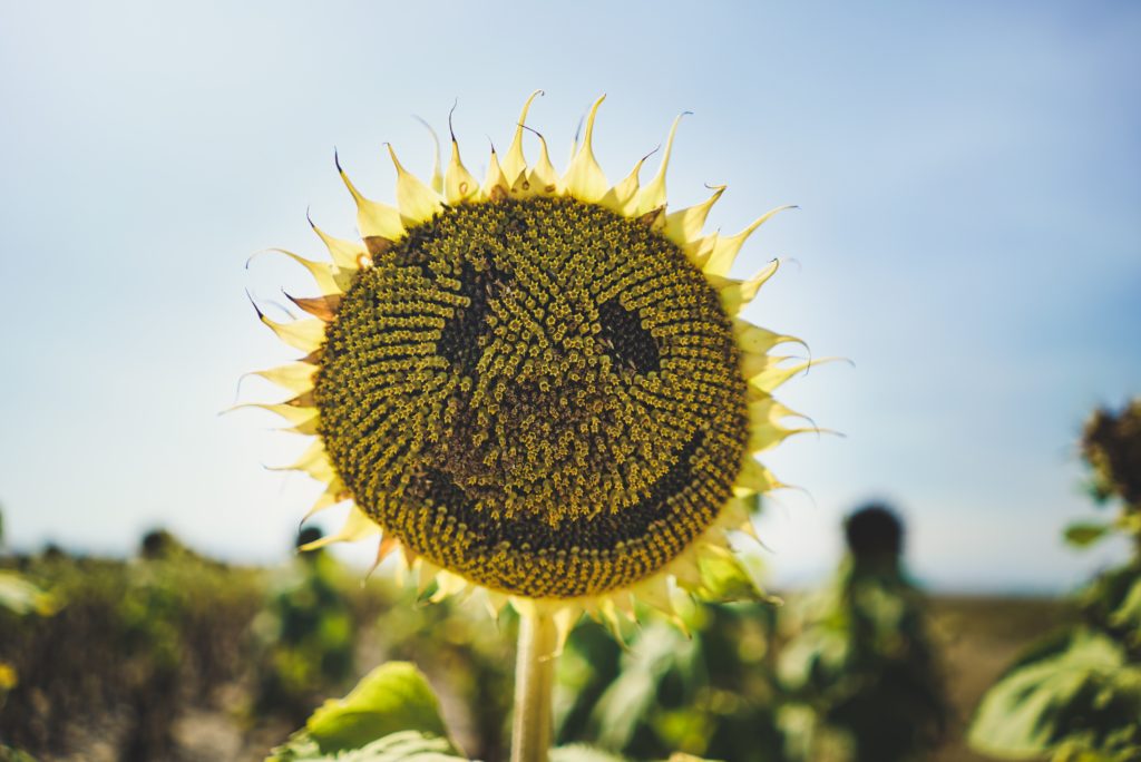 Photo Credit: Free To Use Sounds, Unsplash.com